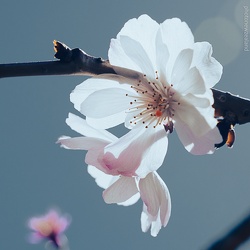 （988）2025樱花尾季